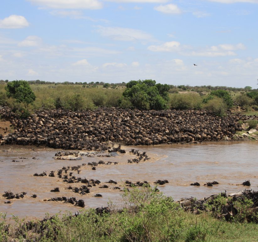 Grande Migration du Serengeti