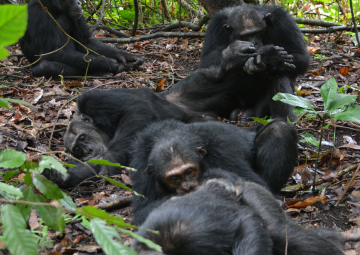 chimpanzés Mahale Tanzanie