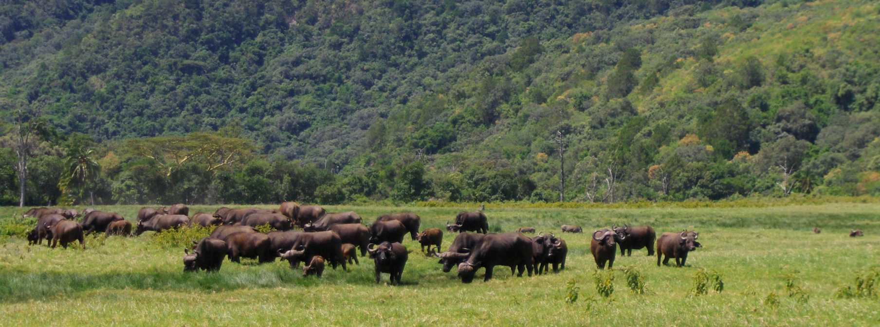 montagne-arusha