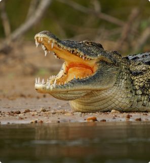 croco