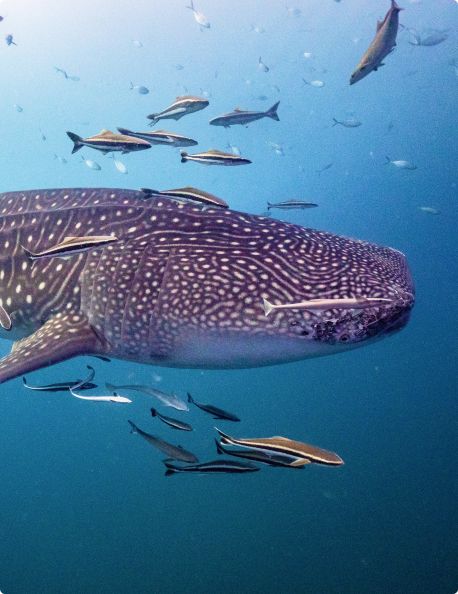 requin-baleine-tanzanie