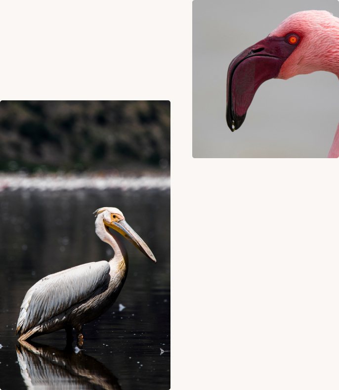 animaux-lac-natron