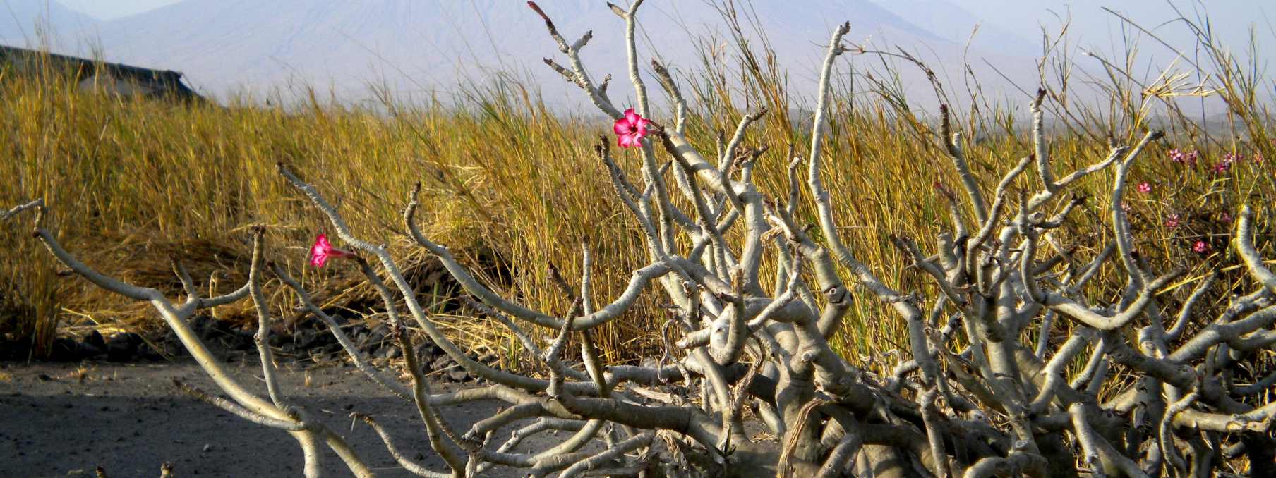 paysage-lac-natron