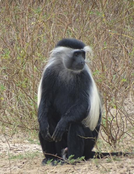 colobus guereza