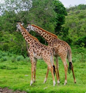 girafe-tanzanie