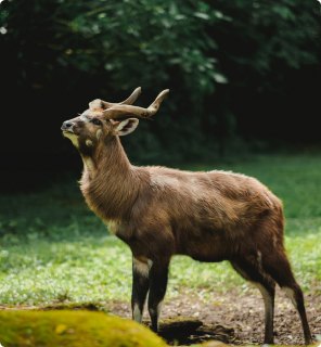 antilope-rubondo